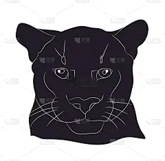 美洲狮,注视镜头,可爱的,野生动物,直的,肖像,猎豹,狮子,剪影