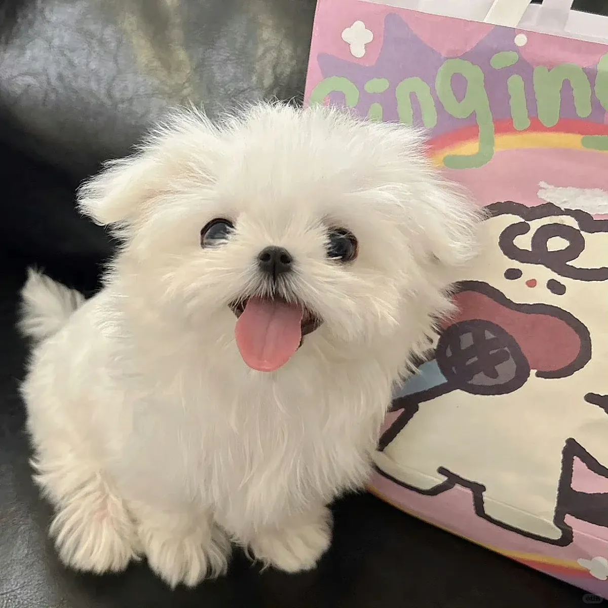 一个丸丸
