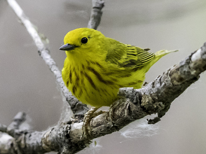 Yellow warbler by Ar...