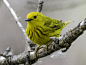 Yellow warbler by Artanis Tassadar on 500px