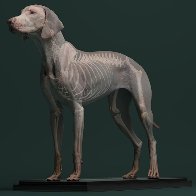 Canine Anatomy for 3...