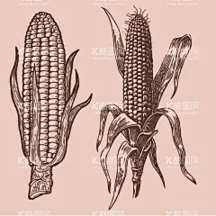 手绘玉米  - 源文件下载【酷图网】手绘插画,手绘版画,线描,白描,玉米,粗粮,粮食,农作物,美食,苞米,苞谷