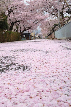 伍岛由纪夫采集到花