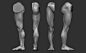 Leg anatomy