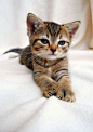 #猫咪#