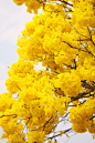 _colour-yellow _T202162  _花素材