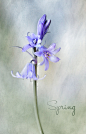 Photograph Spring by Mandy Disher on 500px