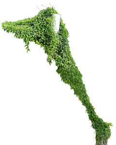 景观设计_方遇采集到藤本植物PNG