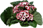 瓜叶菊02
