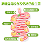 美国斯旺森16种益生菌胶囊成人男便秘大人调理肠胃女性养肠道胃粉-tmall.hk天猫国际