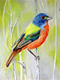 Painted Bunting by PMucks
