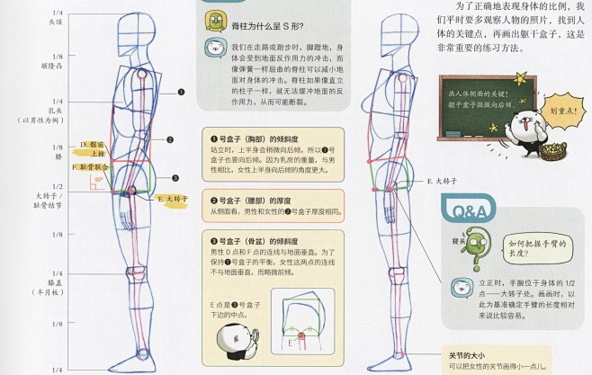 艺用动态解剖 男女人体结构侧面