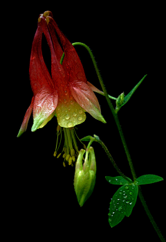 felle采集到花卉植物