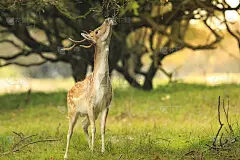 小白鹿，哒哒，走在黑暗的森林里