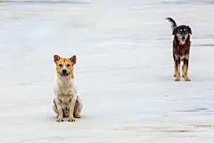 点击来源直接获取大图文件 |一只白色的狗站在路上