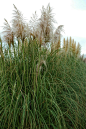37.‘粉穗’蒲苇(Cortaderia selloana)