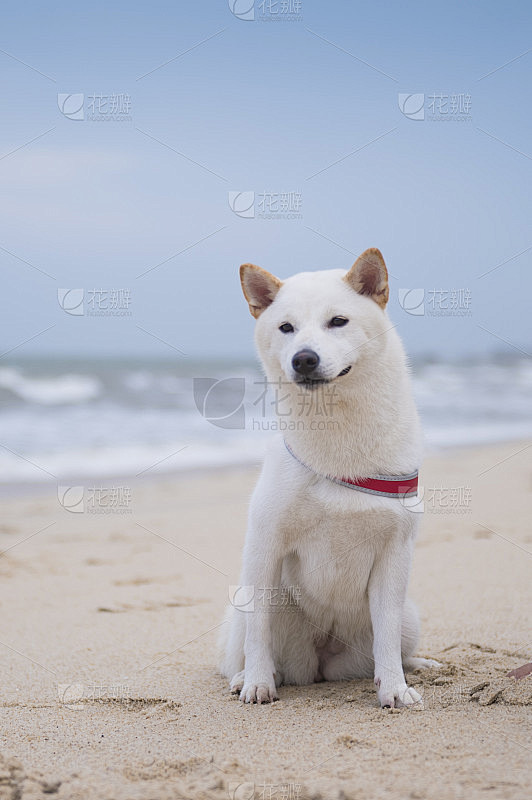 海滩上的白柴犬