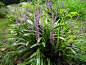 金边阔叶麦冬（Liriope muscari cv.Variegata）