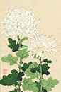 White Chrysanthemums  白菊、1970
