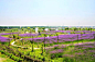         登上旁边的小土坡照的，虽然广角有限，但紫海鹭缘庄园事实也并不大，但总归它在上海这个繁华都市是一个稀有的存在，它是美丽的。