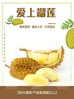 水果榴莲海报  - 源文件下载【酷图网】榴莲,水果店,榴莲海报,手绘榴莲,榴莲促销,榴莲插画,泰国榴莲,金枕榴莲,卡通榴莲,水果榴莲,新鲜榴莲,金枕头榴莲,