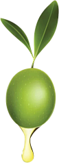 橄榄