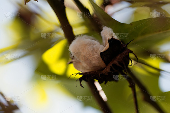 树棉(Gossypium arboretum)种子蒴果