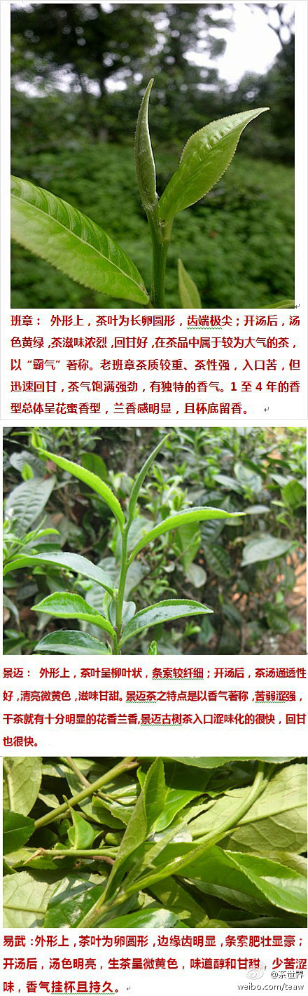 茶世界：图解班章、易武、景迈古茶山的茶叶...