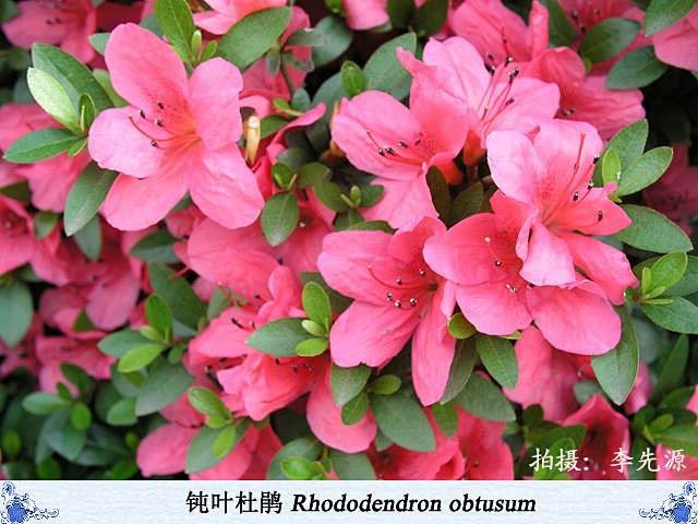 钝叶杜鹃(夏鹃)