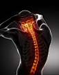 男性人体颈椎脊髓图片