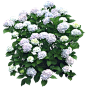 草坪 薰衣草 各种前景花PSD (10)