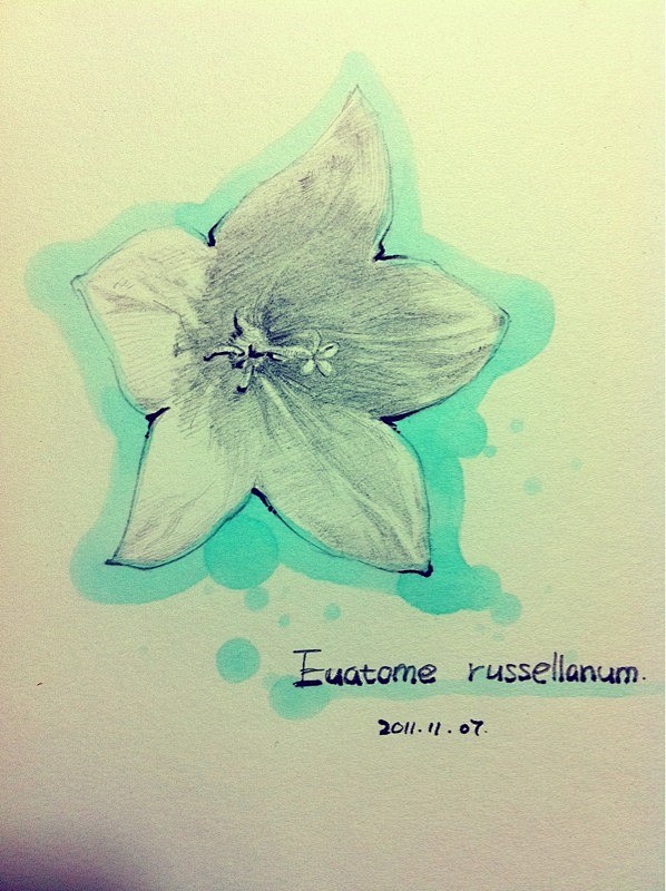 Euatome russellanum ...