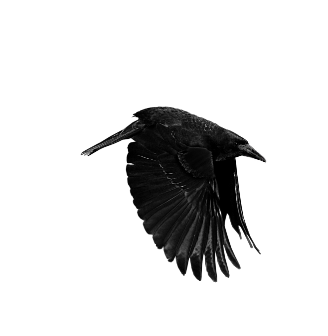 Raven-II