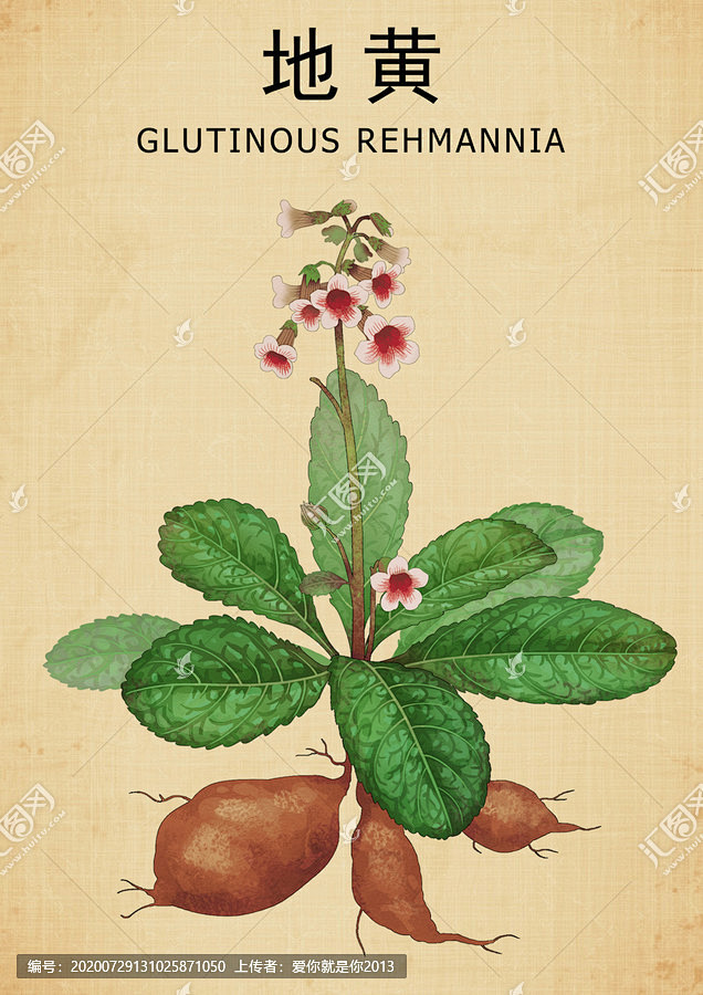 地黄 手绘地黄 地黄包装设计 熟地 熟地.