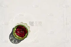白色背景上的绿色玻璃花瓶上的红玫瑰，俯视图。为你的文本留出空白
