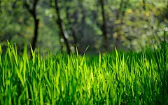 春意盎然生机勃勃的绿色小草清新护眼桌面壁纸