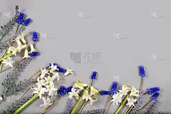 抽象花卉构成平面布局，背景，最小假日概念与鲜花，春天横幅。麝香和风信子花。母亲节贺卡，生日快乐，婚礼