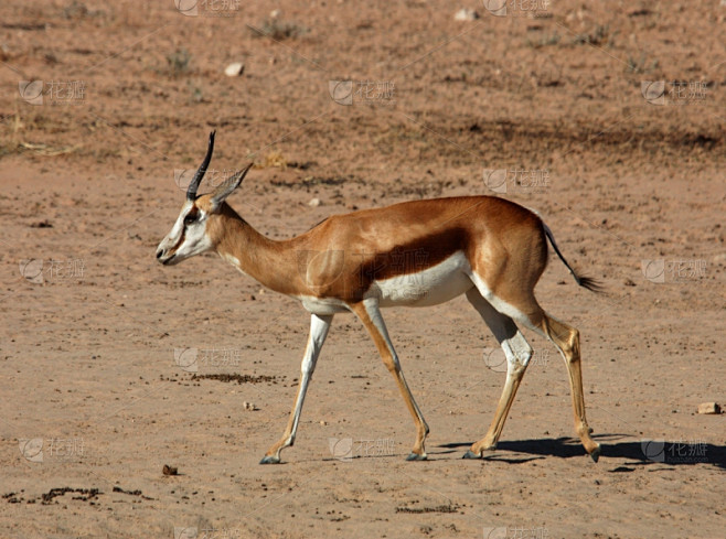 跳羚羚羊喀拉哈里沙漠卡格拉格帝边境公园瞪羚野生动物水平画幅无人