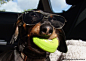 me with a brand new pair of shiny Ray-Ban sunglasses ... | Doxies