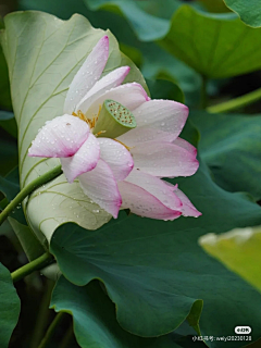 蜗蜗牛01采集到花朵