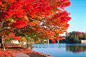 叶红欲揽秋风度，醒识明没湖心雾。