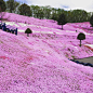 東藻琴芝桜公園 景观设计欣赏 #设计创意大爆炸# ​​​​