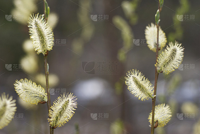 柳柔荑花序
