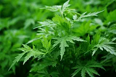 艾蒿叶艾叶灸草种植冰台图片摄影图
