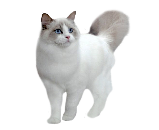 蓝猫