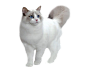 蓝猫