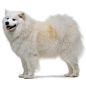 萨摩耶