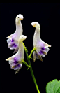 天鹅花