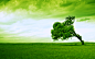 绿色自然的树木草地天空 - 壁纸（#629946）/ Wallbase.cc