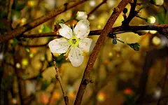 植物花卉精美唯美图片桌面壁纸桌面壁纸1